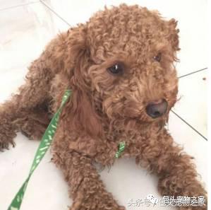 包头市认领狗狗,包头狗狗救助