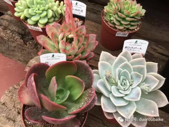 日本最好的多肉大棚,走进日本北海道