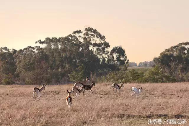 鍗楅潪鐭ュ悕鐚庝汉,鍗楅潪鐚庝汉鐙╃寧