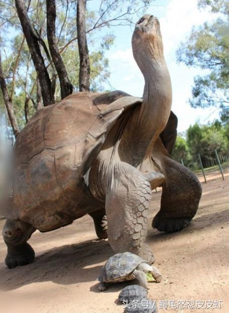 各种宠物龟饲养方法大全,宠物龟超容易养活饲养指南多图
