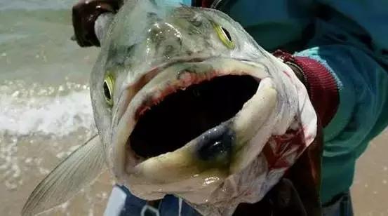 日本核污染食品朋友圈,无印良品食材是有核辐射吗