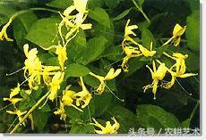 手绘中草药图谱大全,袖珍中草药彩色图谱