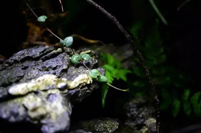 水族箱草缸开缸教程新手入门,雨林缸开缸多久植物才会稳定