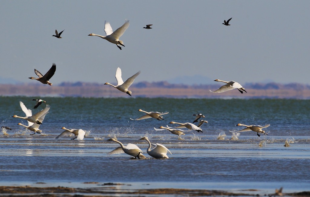 达里诺尔湖鸟类排名,鸟类的天堂达里诺尔湖