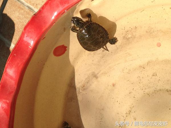 各种宠物龟饲养方法大全,宠物龟超容易养活饲养指南多图