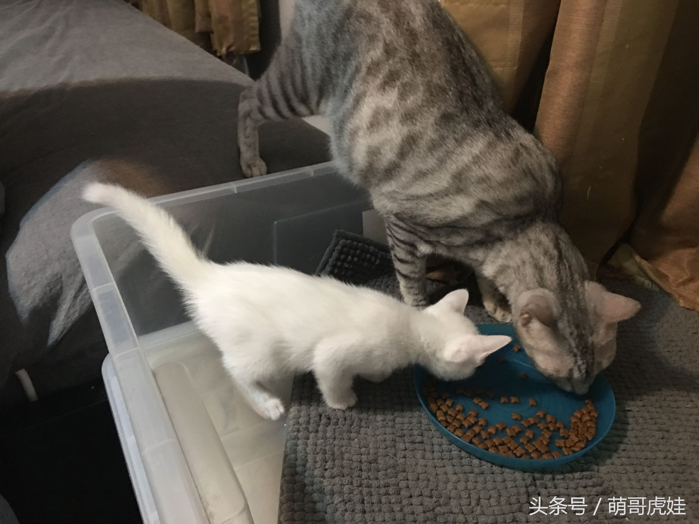 小奶猫第一次吃猫粮,小奶喵吃零食视频