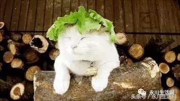 永川哪里鱼好吃又实惠,永川十大必吃鱼馆