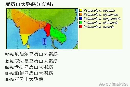 亚历山大鹦鹉都会说话吧,亚历山大鹦鹉怎么分品种