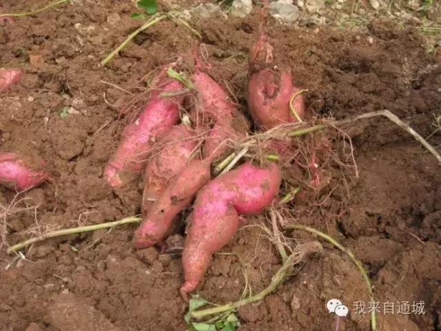 农村这些农活，做过5个的顶起，特别是第七个！