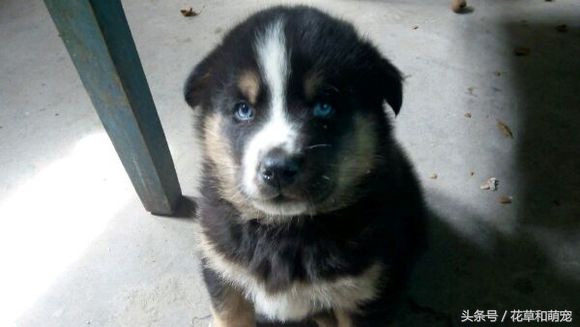 混血狗哈士奇和阿拉斯加,藏獒和二哈图片