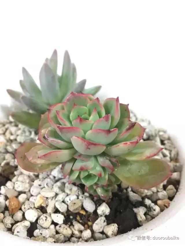 日本最好的多肉大棚,走进日本北海道