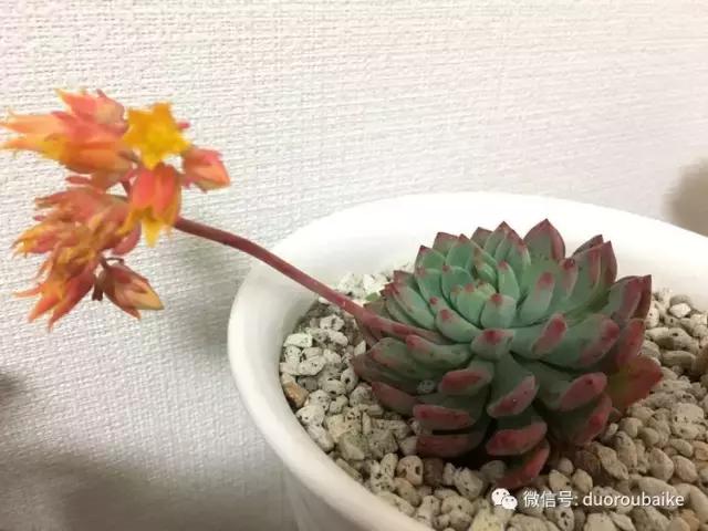 日本最好的多肉大棚,走进日本北海道