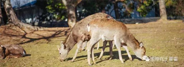 拉面 · 自动贩售机 · 雪｜云之彼岸的日本欢脱之旅