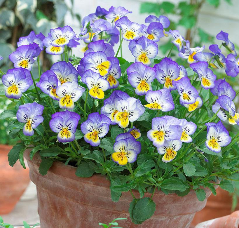 三色堇庭院图片,三色堇可食用盆栽