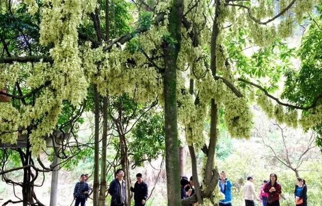 说走就走的踏青,说走就走的看花之旅