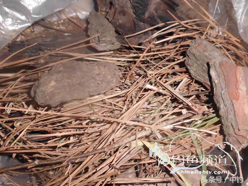 天气变化时鱼怎么不好钓,天气忽冷忽热鱼会怎么样