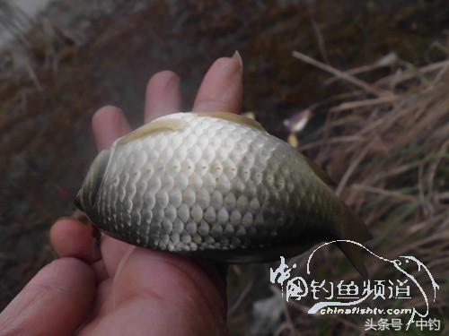 天气变化时鱼怎么不好钓,天气忽冷忽热鱼会怎么样