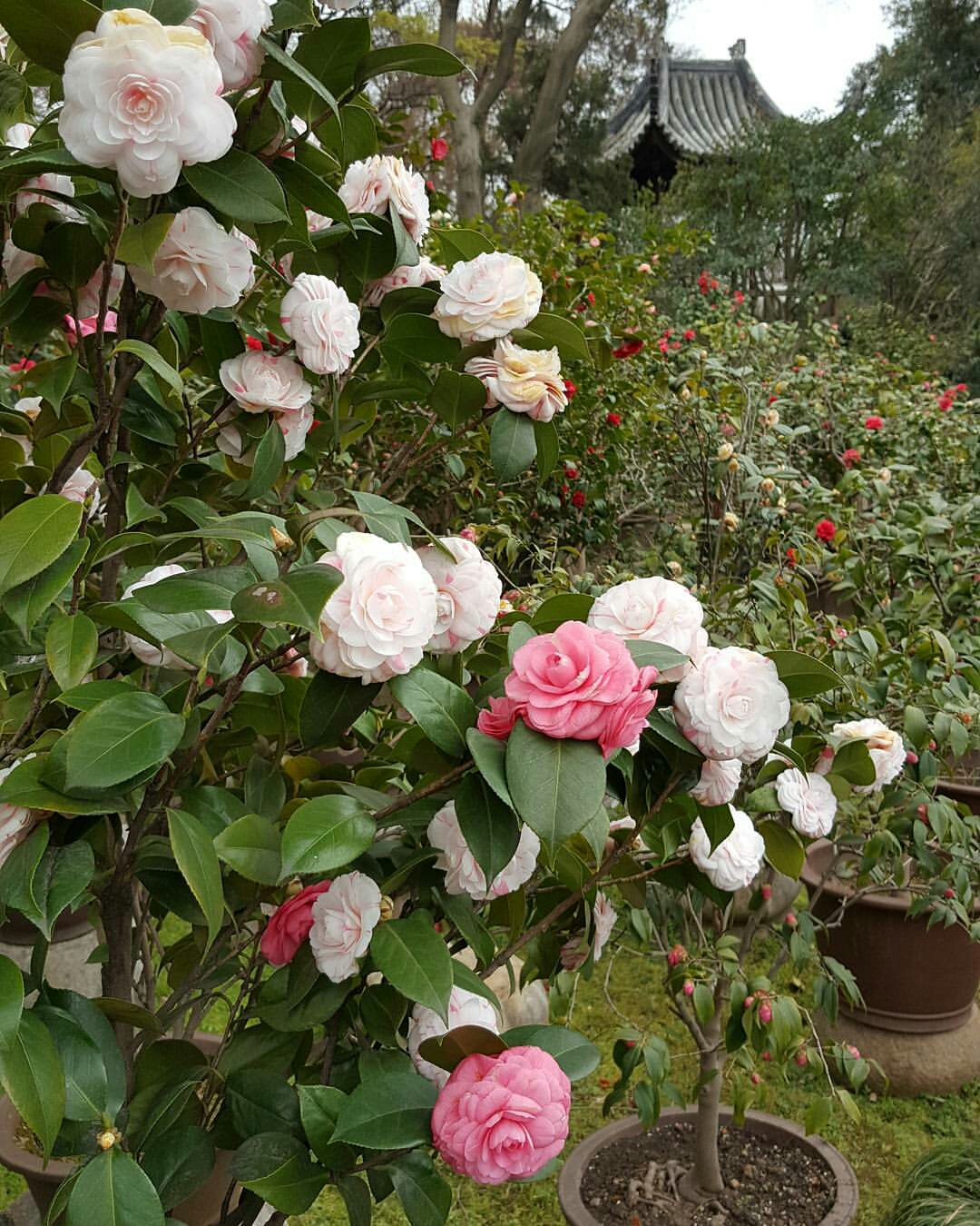 牡丹夏季盆栽如何防治烂根,盆栽牡丹烂根