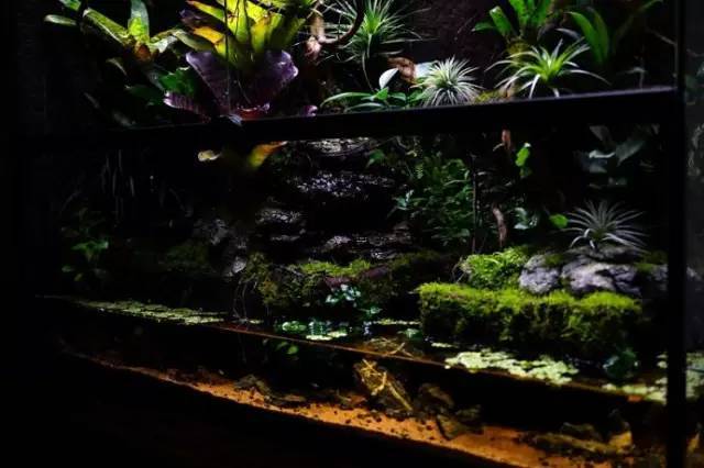 水族箱草缸开缸教程新手入门,雨林缸开缸多久植物才会稳定