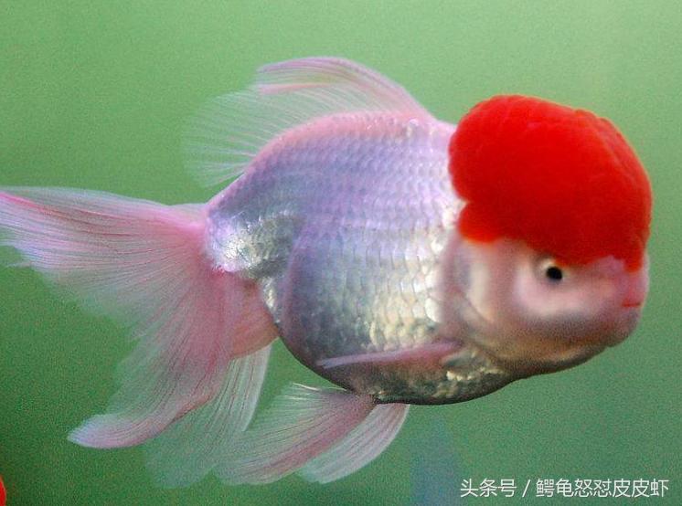 新手饲养金鱼注意事项