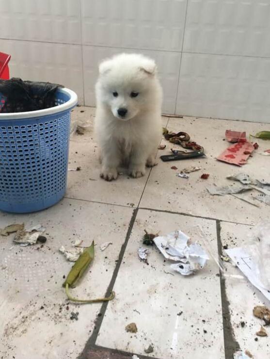 萨摩一只耳朵不能竖起来,萨摩耶耳朵不竖起来怎么办