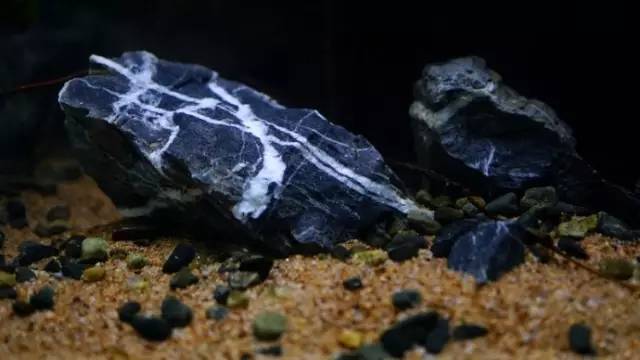 水族箱草缸开缸教程新手入门,雨林缸开缸多久植物才会稳定