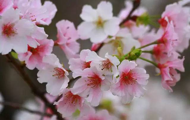 说走就走的踏青,说走就走的看花之旅