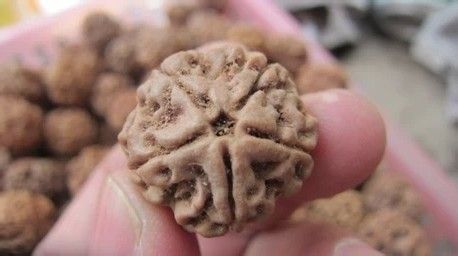 假金刚菩提落地红,小金刚菩提和落地红的区别