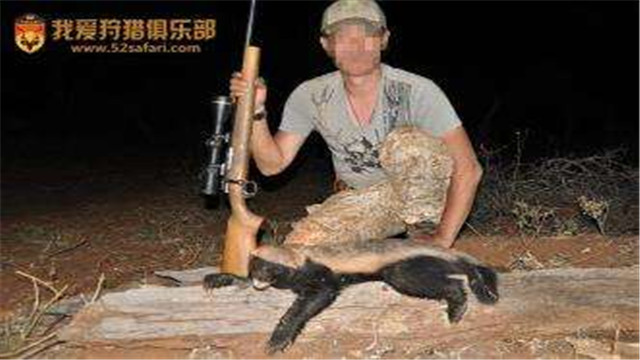 平头哥为啥不怕大型食肉动物,平头哥会攻击人类吗