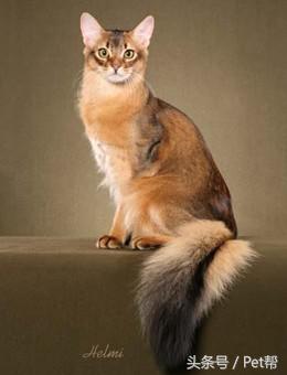 世界名猫品种照片,世界名猫品种价格
