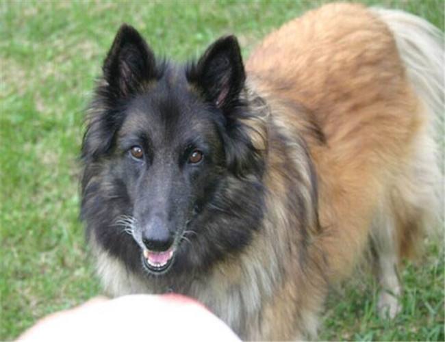 养这些牧羊犬，主子们可得好好调教，不然分分钟给甩脸色！