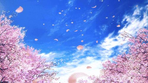 最美樱花季粉色海洋,春季哪里樱花最美最好看