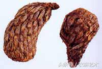 常用中草药原色图谱,中草药彩色图谱书籍