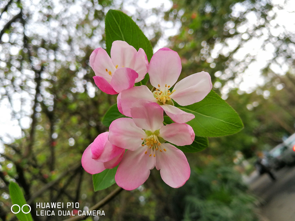 华为p10徕卡双摄怎么用,华为p10徕卡照相技巧