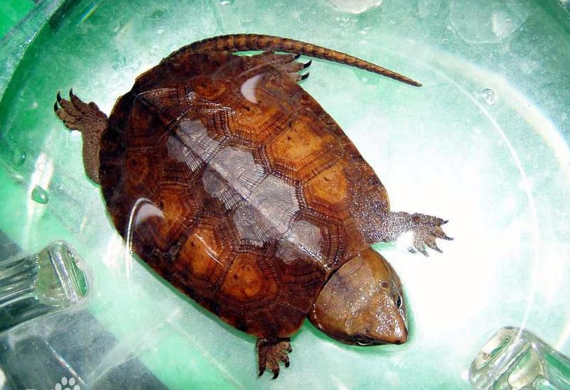 世界已经灭绝的十大名龟视频,中国十大灭绝乌龟排名