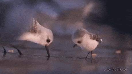 养宠物OR养孩子，你想好了吗？