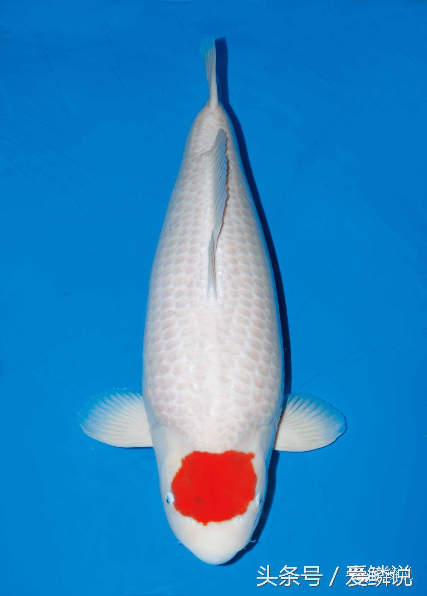 丹顶锦鲤—最有福相的鲤