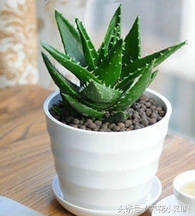 负离子空气净化器可以去除甲醛吗,绿植除甲醛神器空气净化器