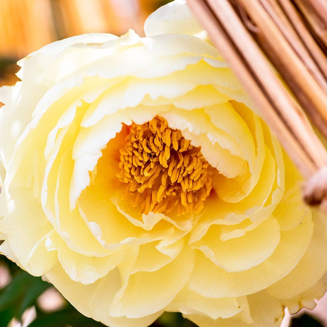 牡丹夏季盆栽如何防治烂根,盆栽牡丹烂根