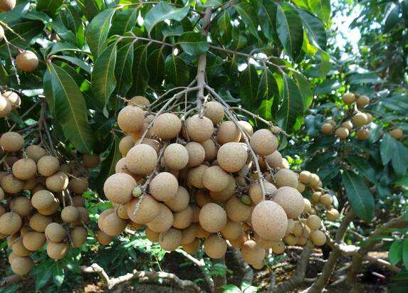 缺一不可!泉州特产大全,快收藏吧!