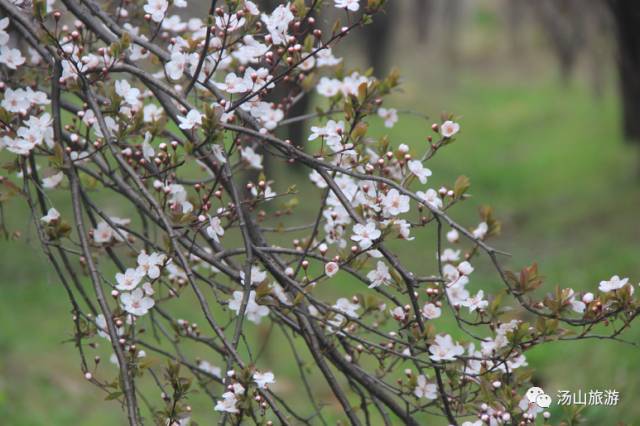 李家村一座水上桃源，与你约会这个春天