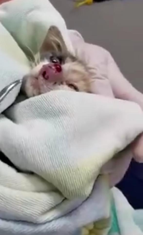 流浪猫鼻子流黄色液体,流浪猫清理两个巨大虫子