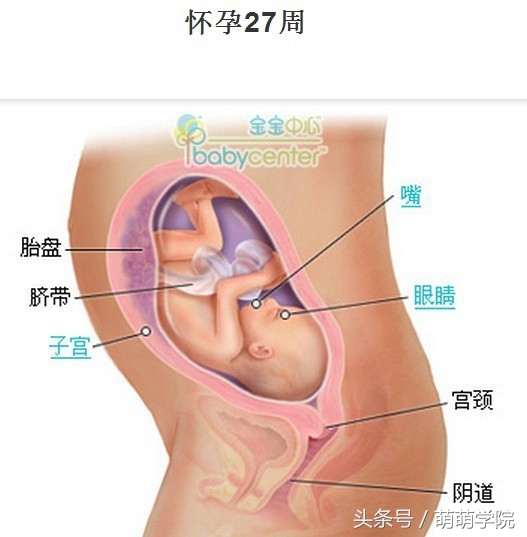 胎儿发育40周全过程b超影像,胎儿1-40周发育过程图高清