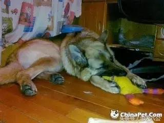 请耐心看完：一只家狗的自述