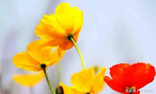 龙岩赏花景点,龙岩的花海