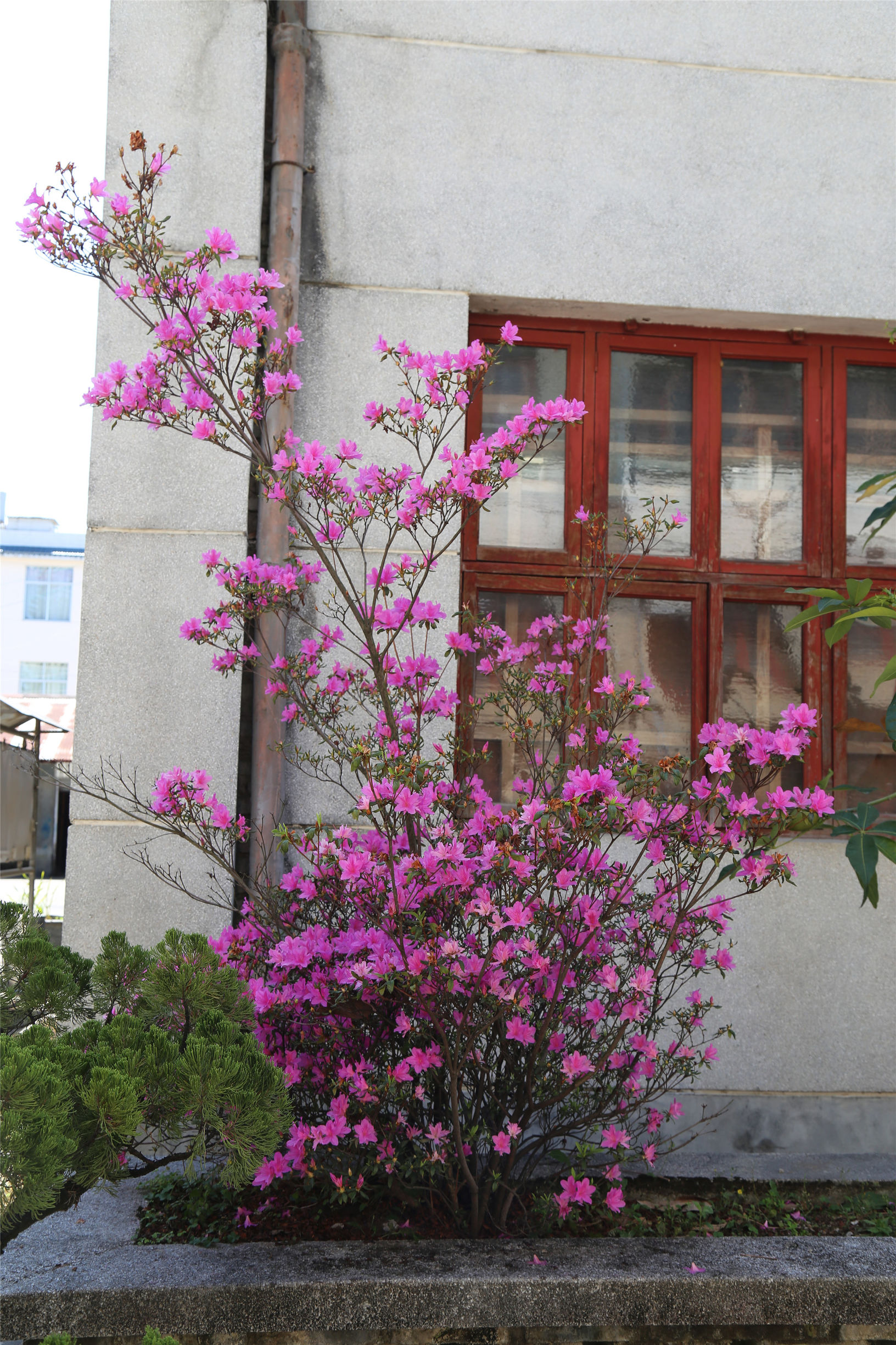 滇红记忆中国名茶,滇红创始人冯绍裘