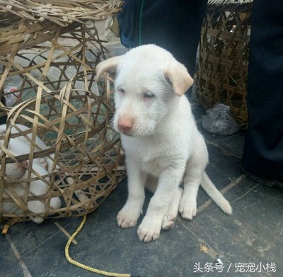 探访乡镇狗市，不是没有品相好的本土狗狗，而是没找对地方，大赞