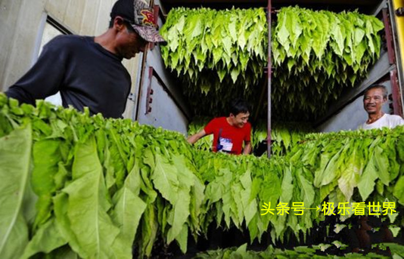 湖南哪里烤烟最多,湖南最大的烤烟基地