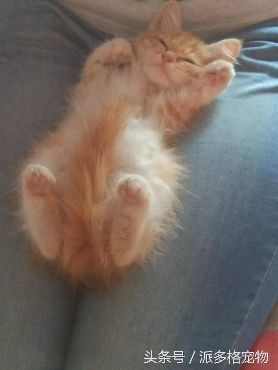 宠物肚皮上小秘密还挺多，当然手感也是一级棒！