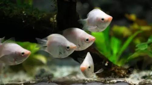 杭州极地海洋游玩图,杭州极地海洋世界旅游攻略